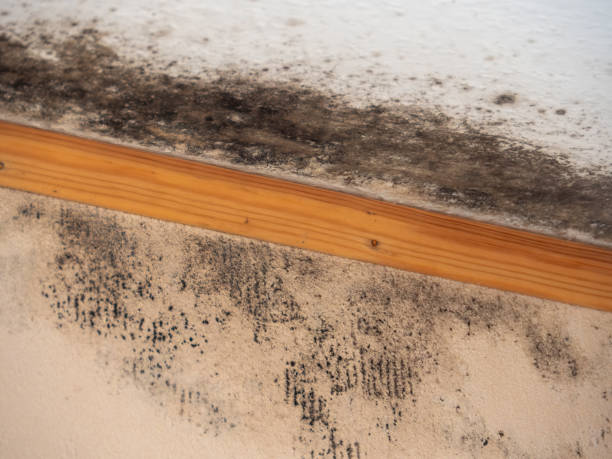 Mold Documentation for Insurance Claims in Bodfish, CA