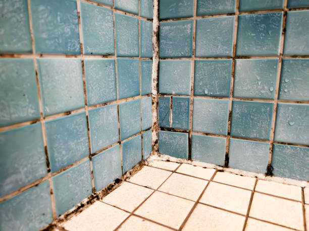 Forensic Mold Investigation in Bodfish, CA